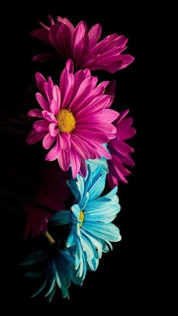 Floral iPhone Wallpapers  Download High Resolution Flower Mobile