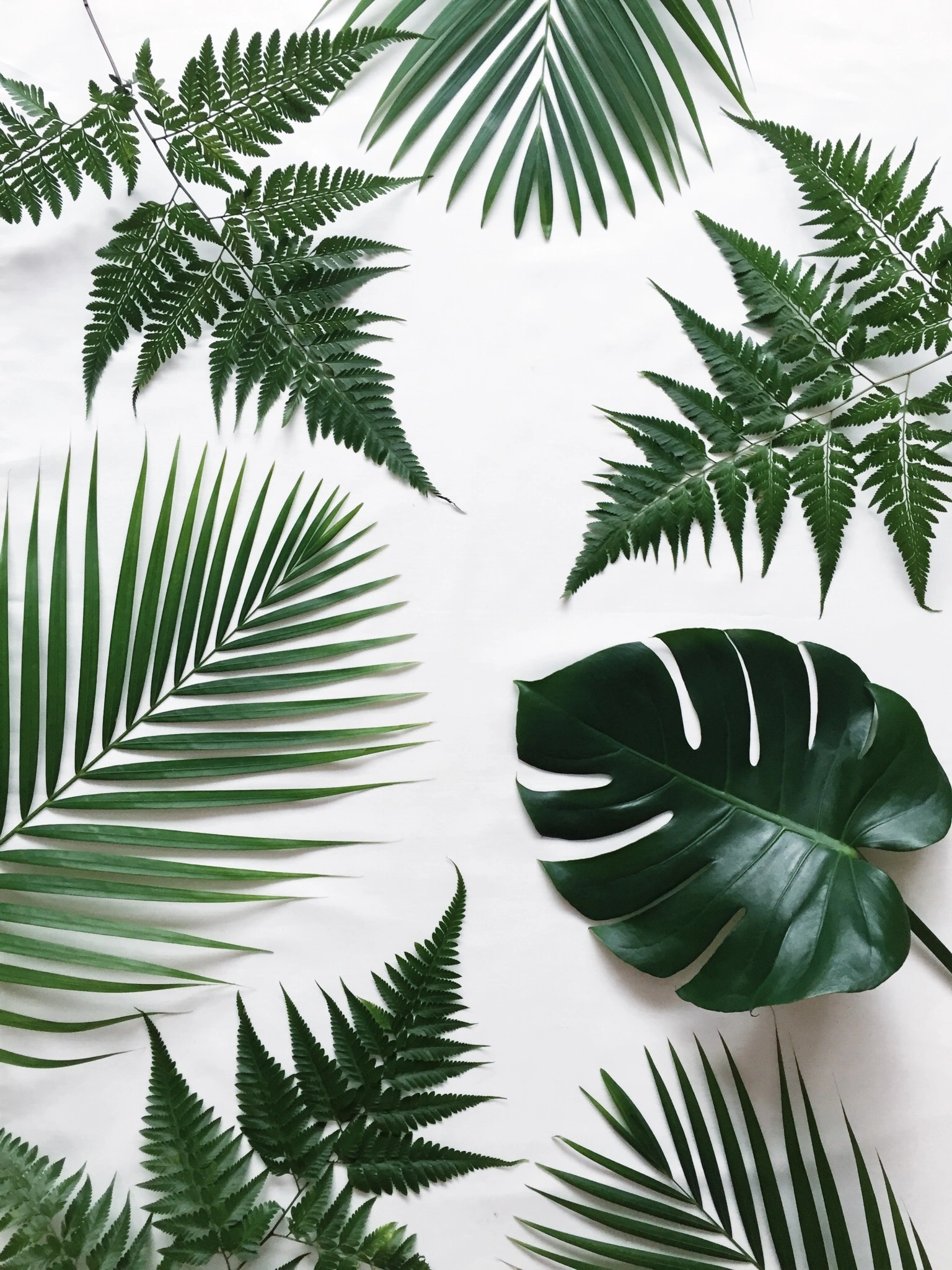 Leaves and ferns.