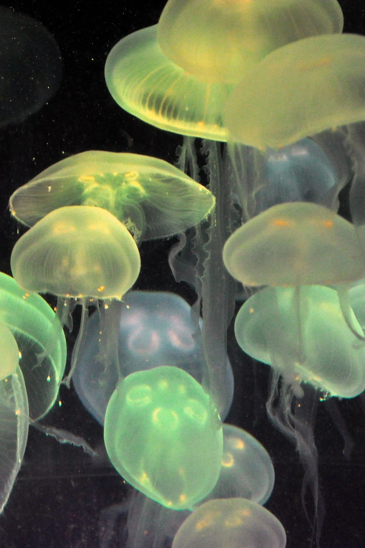 Risultati immagini per green jellyfish