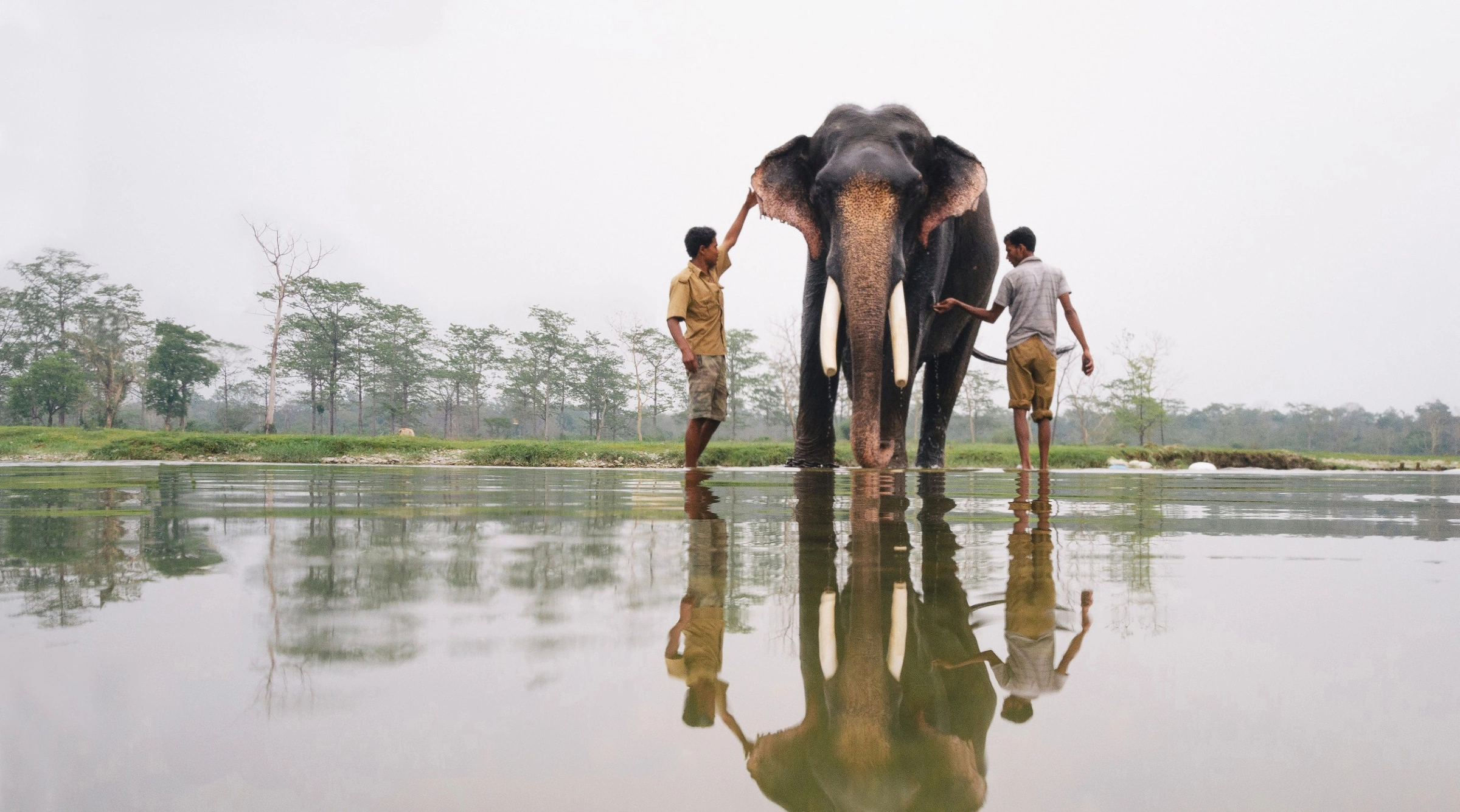 Keepers of Ganesh: The Vanishing Art of Mahout · Maptia