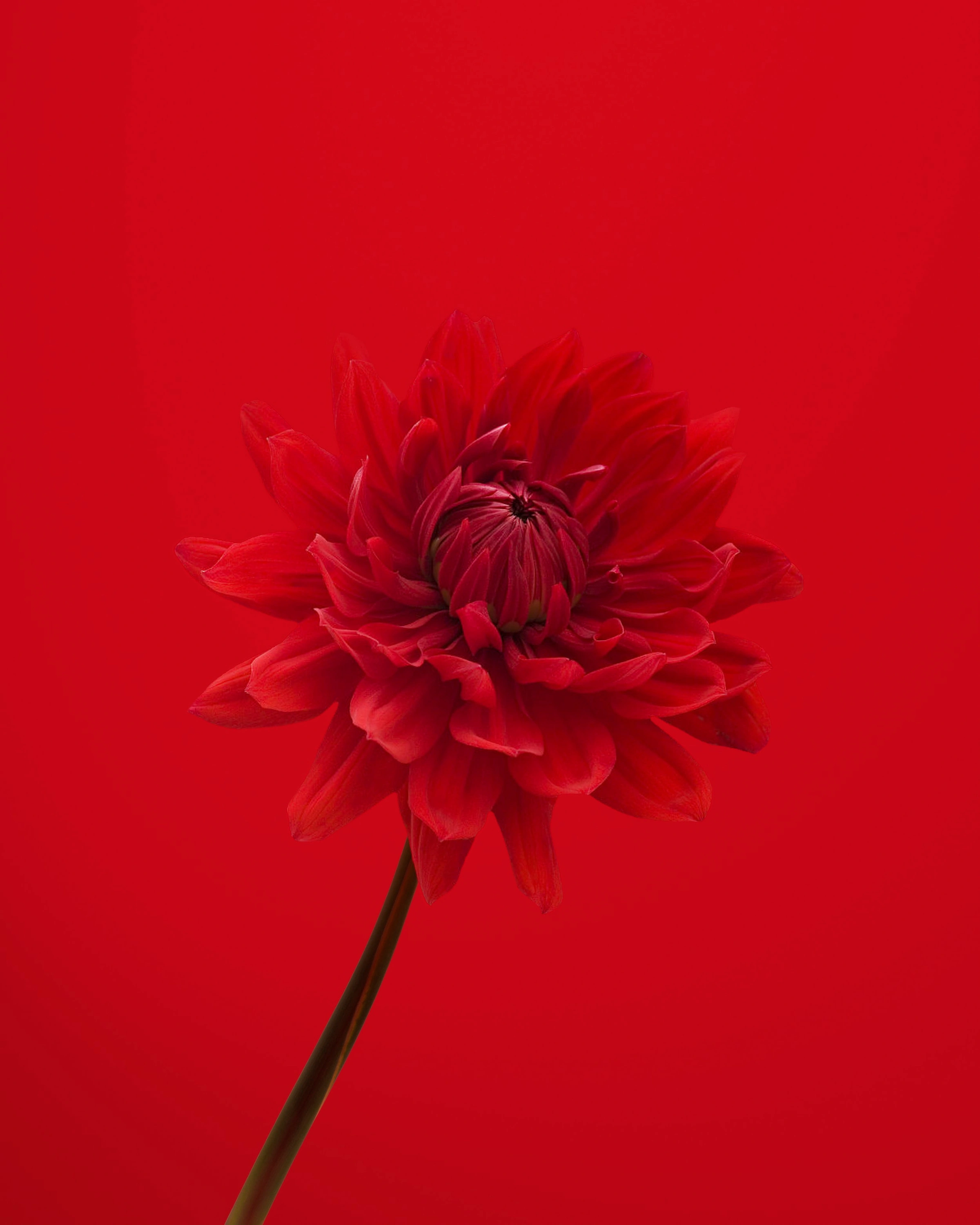 red flower in red background