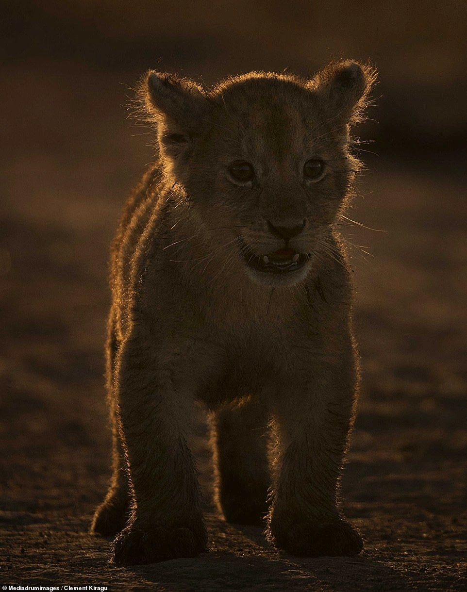 Africa's golden hour: Stunning images of the savannah at sunset