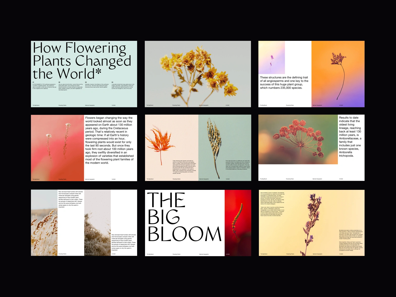 The Big Bloom Presentation flowers slides pitch deck presentation template deck presentation presentation design web design minimalist whitespace photography modern layout typography minimal