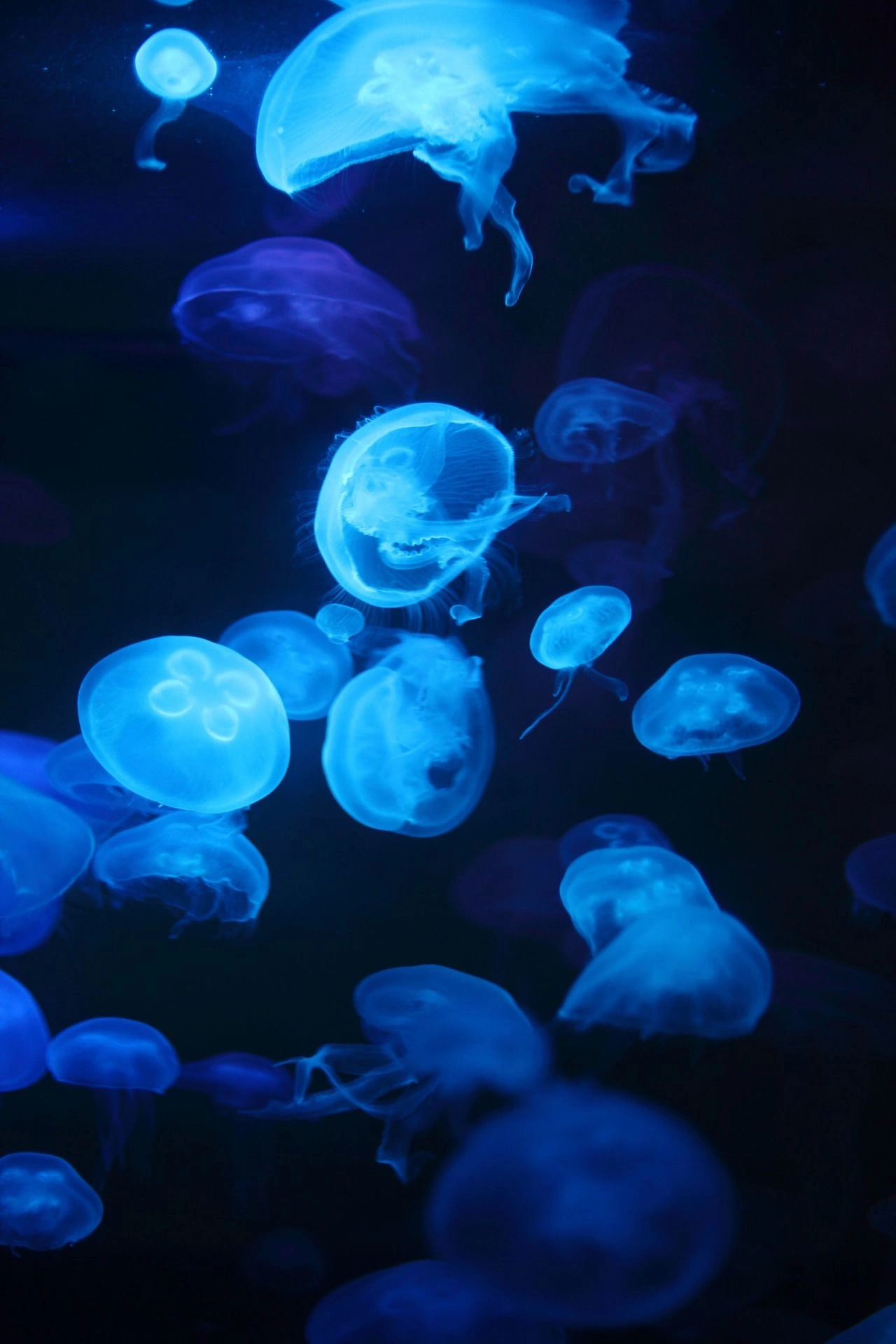 Moon Jelly Fish by (AlbuqShutterbug)