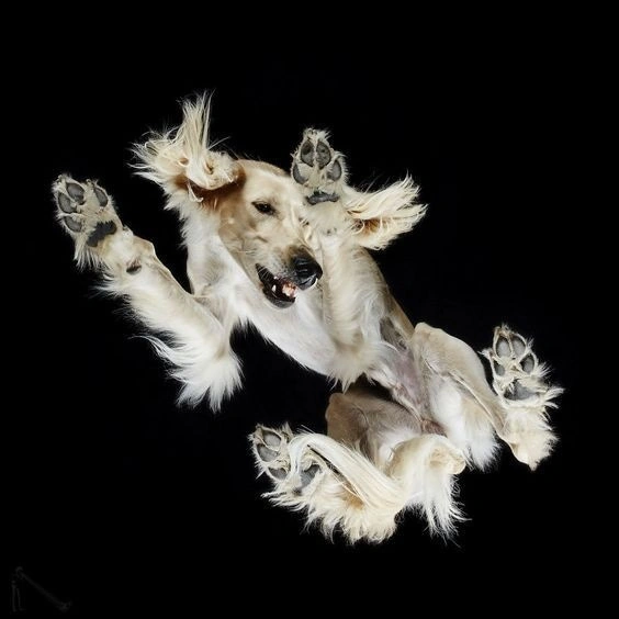 Under-Dogs: I Photograph Dogs From Underneath