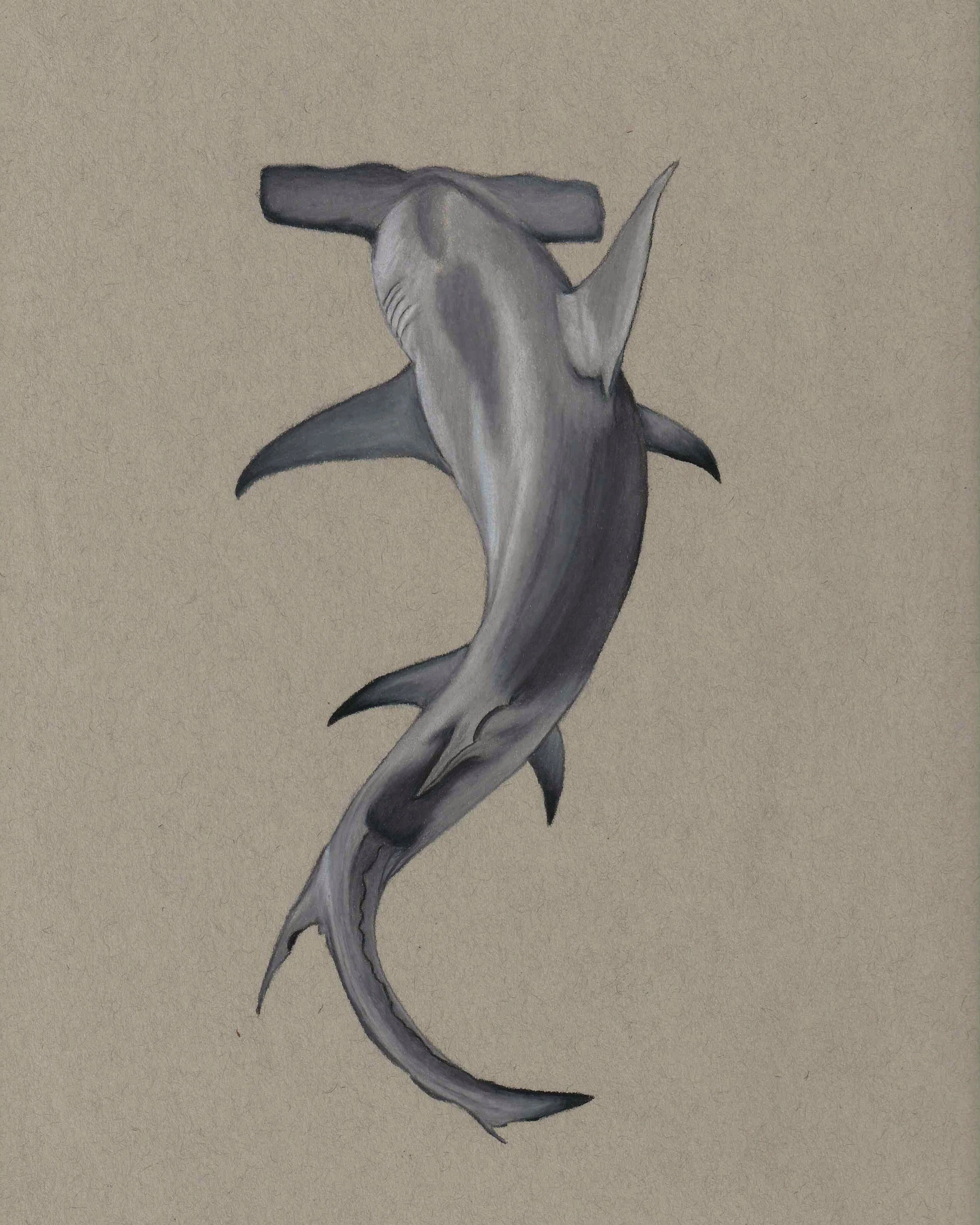 Hammerhead Shark Drawing Print