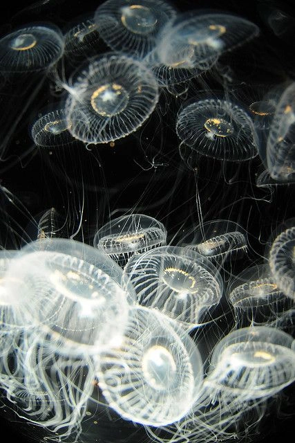 Sea Jellies - Translucent