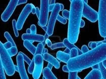 Pemanfaatan Mikroorganisme Dalam Pengolahan Pangan