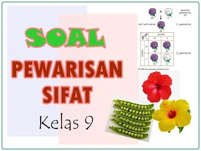 Soal Pewarisan Sifat (Hereditas) Kelas 9