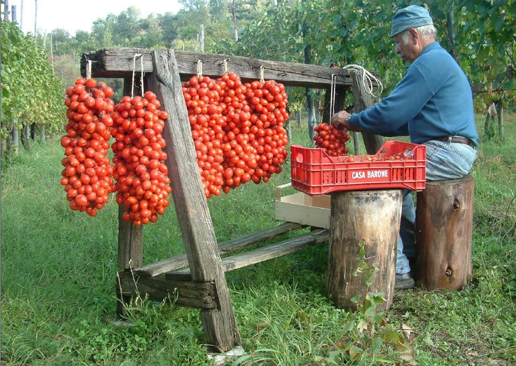 The Art of Hanging Piennolo Tomatoes