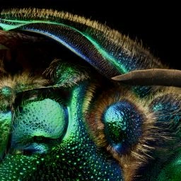Microsculpture - The Insect Portraits of Levon Biss