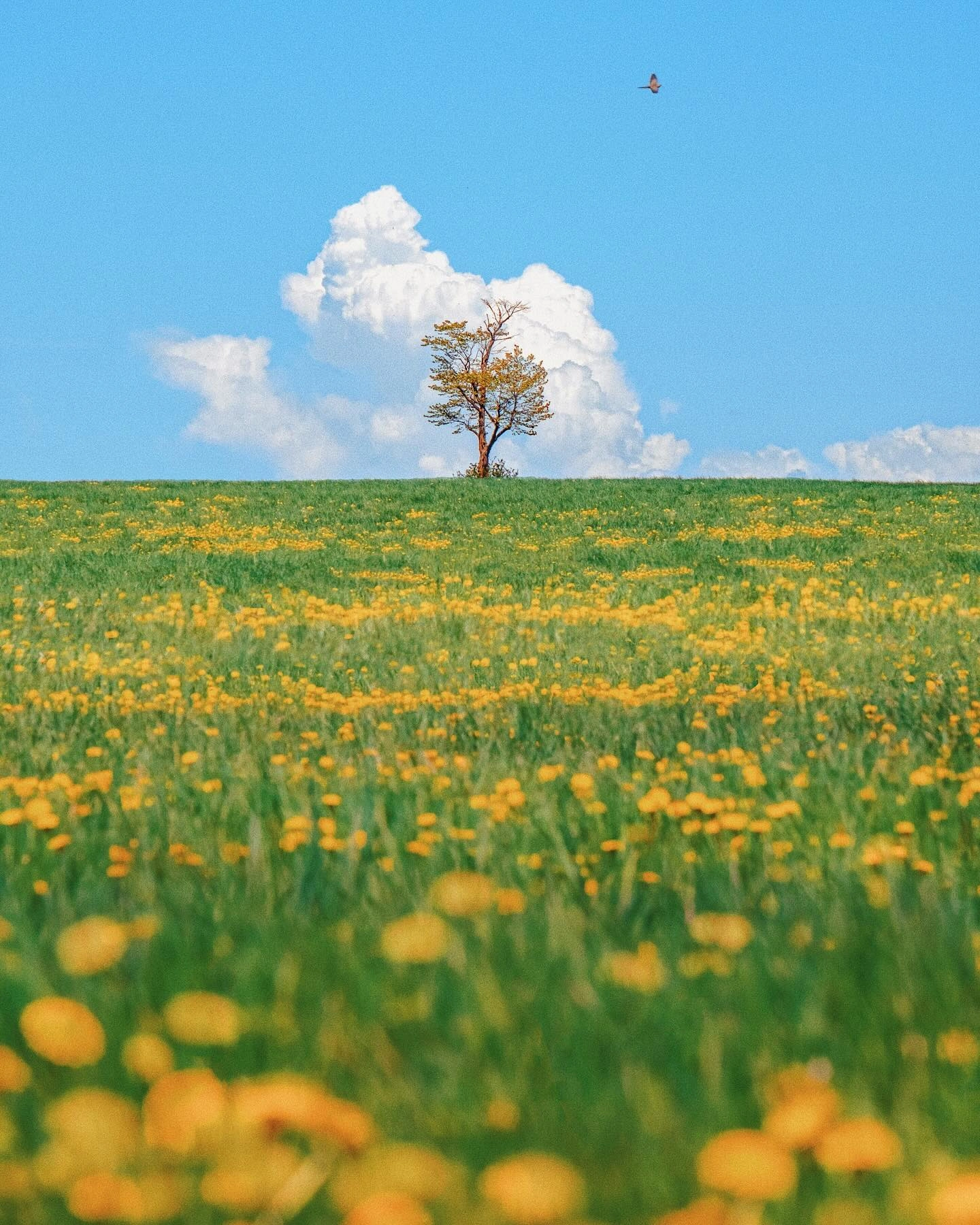 Photo by Arjun Yadav on May 13, 2024. May be an image of tree.