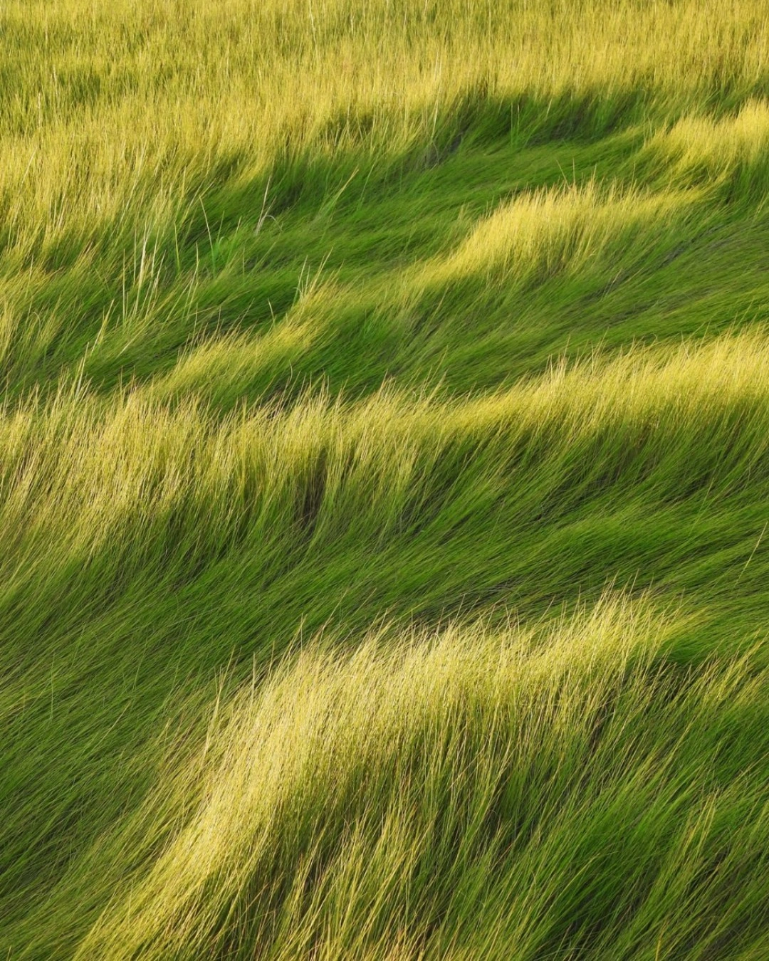 Photo by VSCO | Photo & Video Editor on October 20, 2024. May be an image of nature and grass.