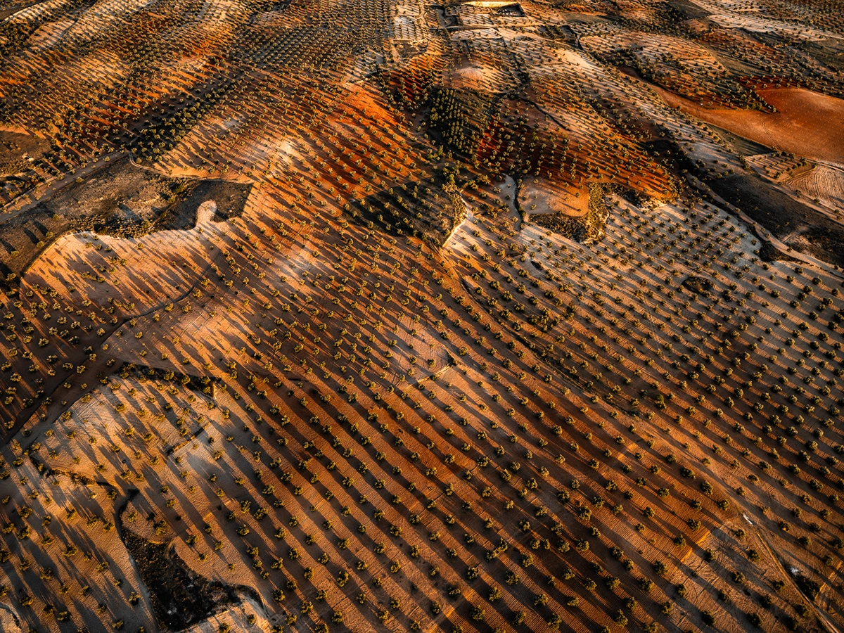 abstract Aerial Aerial Photography agriculture olive Olive Oil olive tree Photography  spain