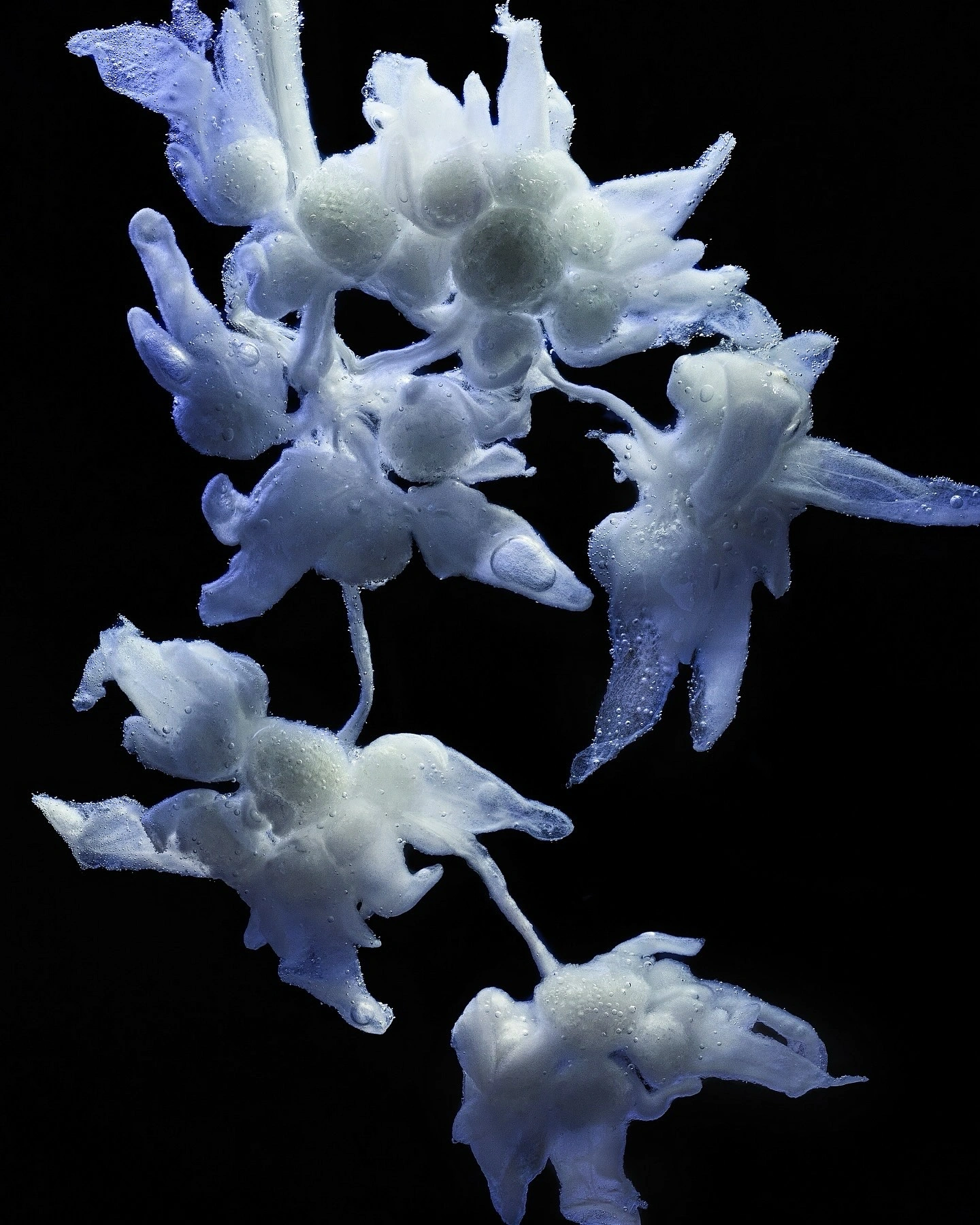 Photo by Studio Siebrecht on March 11, 2025. Puede ser una imagen de Gypsophila​ y texto.