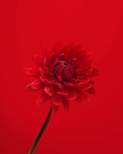 red flower in red background