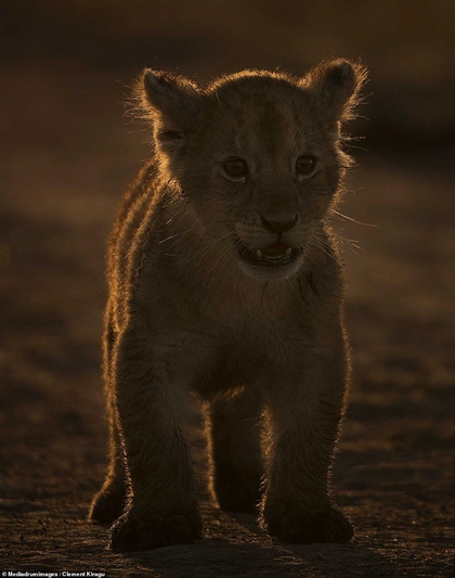 Africa's golden hour: Stunning images of the savannah at sunset