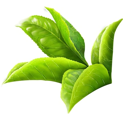Green Tea Leaves Png Clipart Freeuse - Green Tea Leaf Png (600x622), Png Download