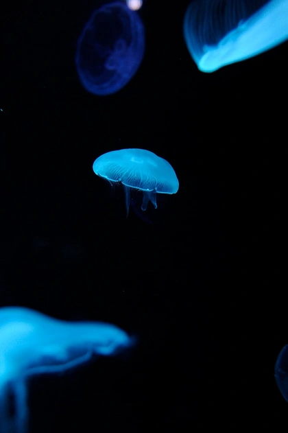 h4ilstorm:
“ 20121227 Kyoto Aquarium 7 (by BONGURI)
”