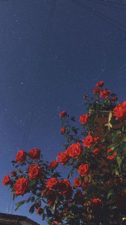 // Iphone Background Wallpaper, Rose Wallpaper, Tumblr Wallpaper, Wallpaper Quotes, Red Background, Girl Wallpaper, Background Ideas, Music Wallpaper, Iphone Wallpaper Grunge
