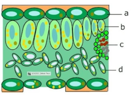 Soal Sistem Organisasi Kehidupan Mahluk Hidup Kelas 7