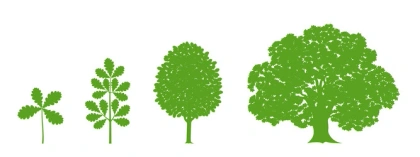 oak growing stages vector