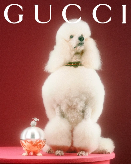 gucci-gucci-pets-photography-itsnicethat46.jpg