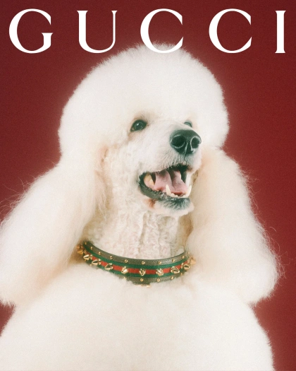 gucci-gucci-pets-photography-itsnicethat47.jpg