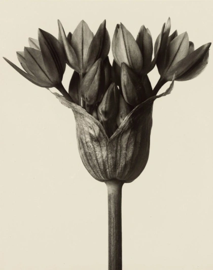 The Art of Nature: Karl Blossfeldt