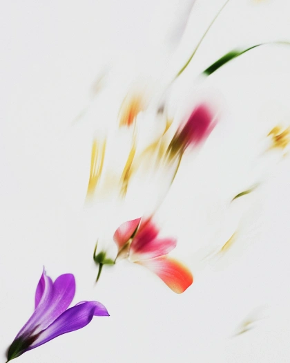 Photo by Justified Studio on January 27, 2025. May be an image of flower, lily and text.